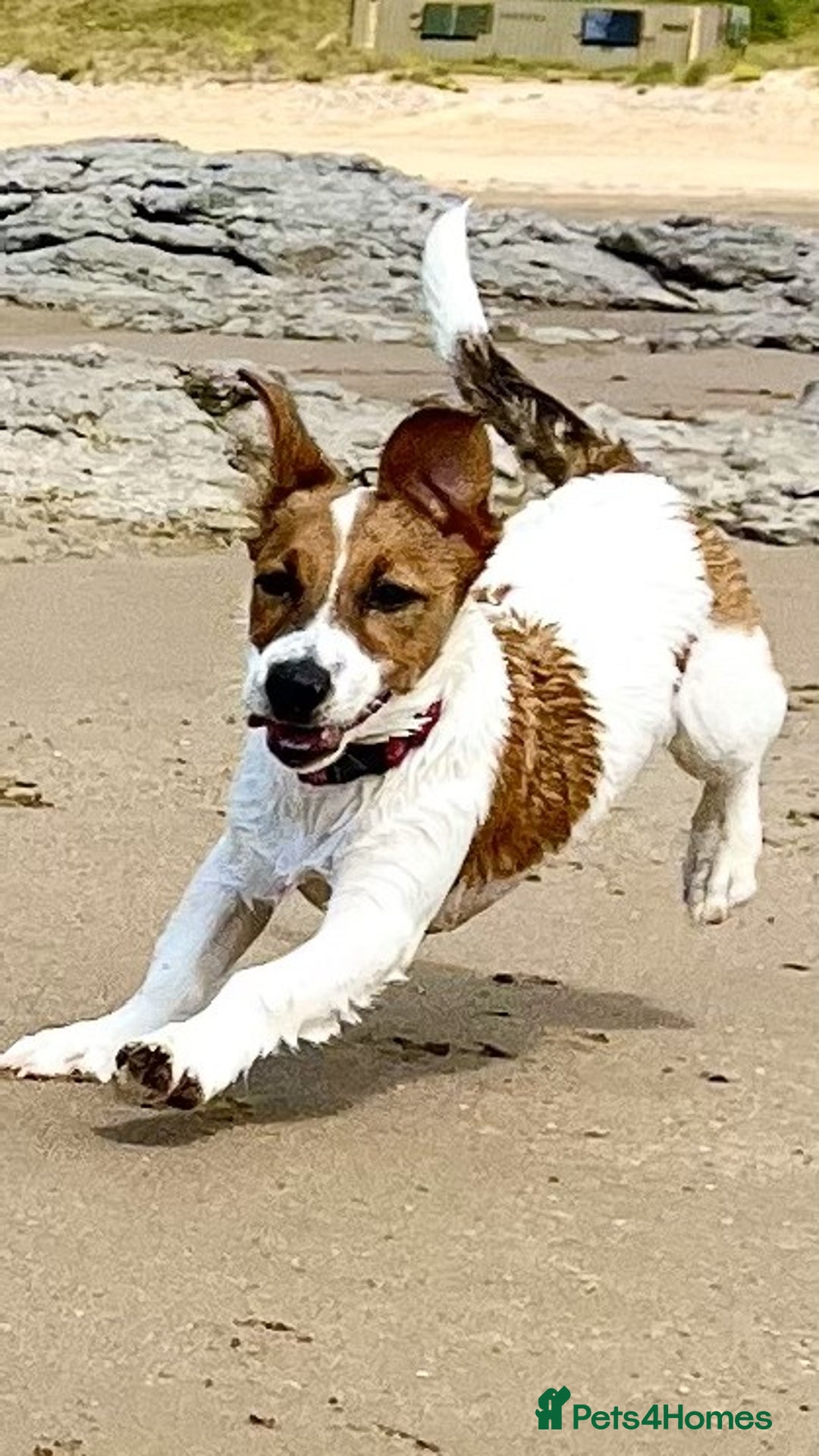 Mixed Breed dogs for sale: Border Jack Cross - Image 5