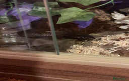 King Snake reptiles for sale: 4 year old MBK  - Image 2
