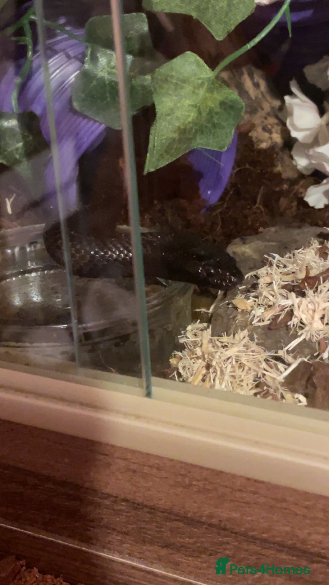 King Snake reptiles for sale: 4 year old MBK  - Image 2