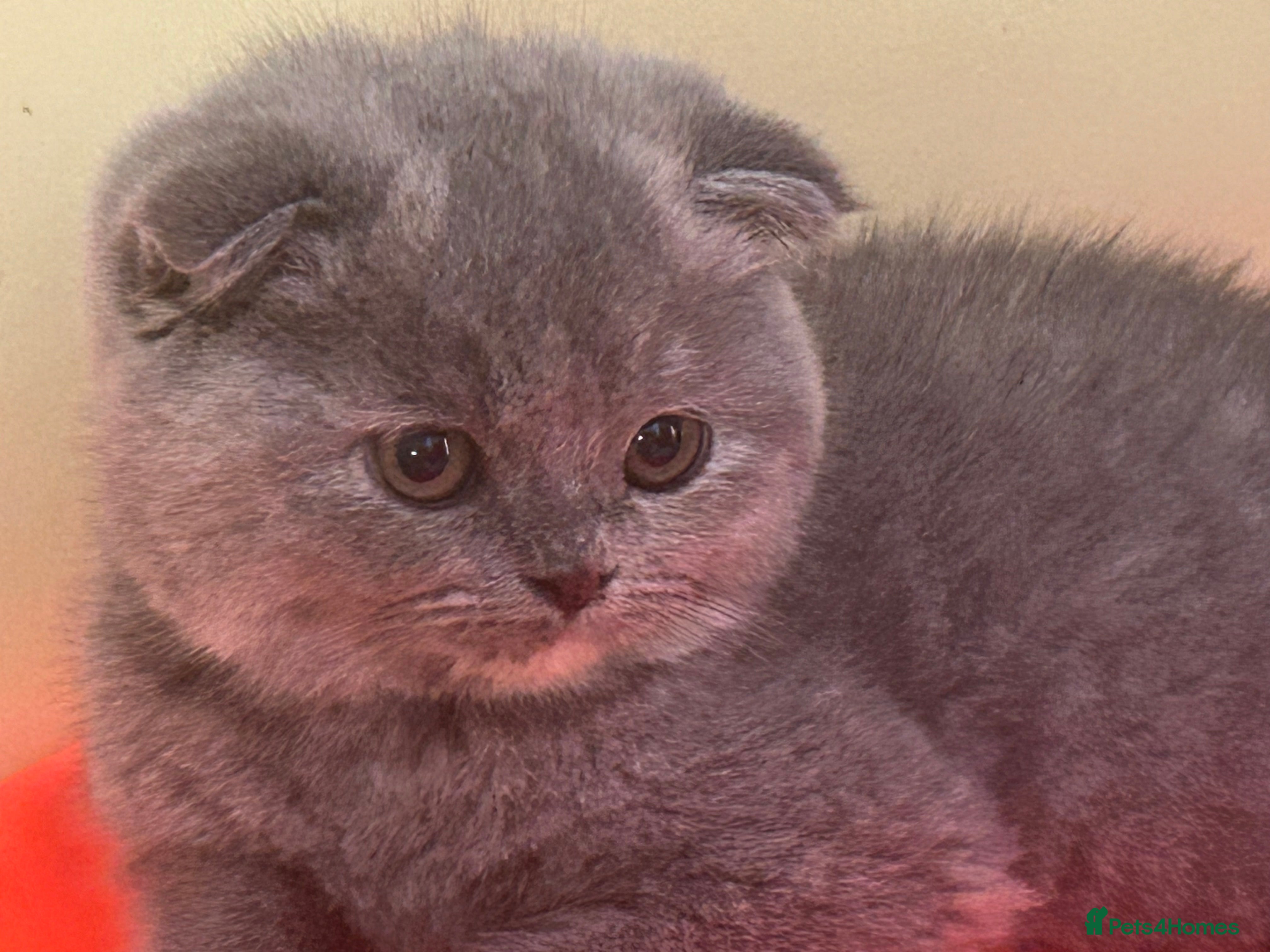 Scottish Fold cats 🩷Scottish fold kitten One Available 🩷 - Advert 1
