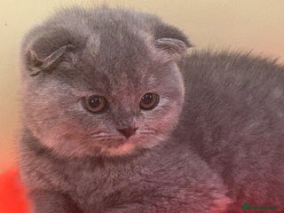 Scottish Fold cats 🩷Scottish fold kitten One Available 🩷 - Advert 4