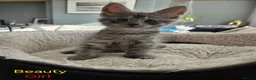 Maine Coon cats for sale: 12 Maine Coon kittens  - Advert 22