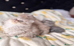 British Longhair cats for sale: British long hair kittens - Image 12