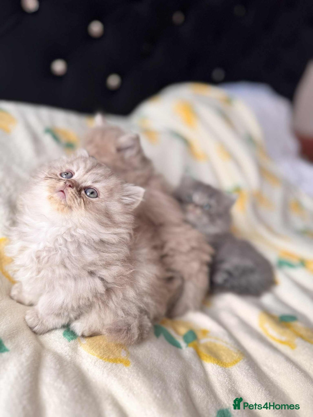 British Longhair cats for sale: British long hair kittens - Image 12