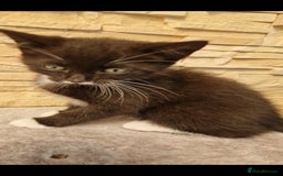 Mixed Breed cats for sale: Kittens😺 - Image 4
