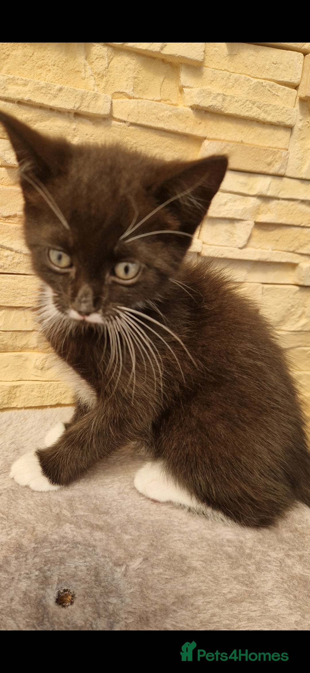 Mixed Breed cats for sale: Kittens😺 - Image 4