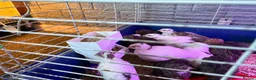 Quail poultry for sale: Quail  - Advert 4