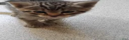 Mixed Breed cats for sale: Lovely Bengal x kitten for sale. - Advert 3
