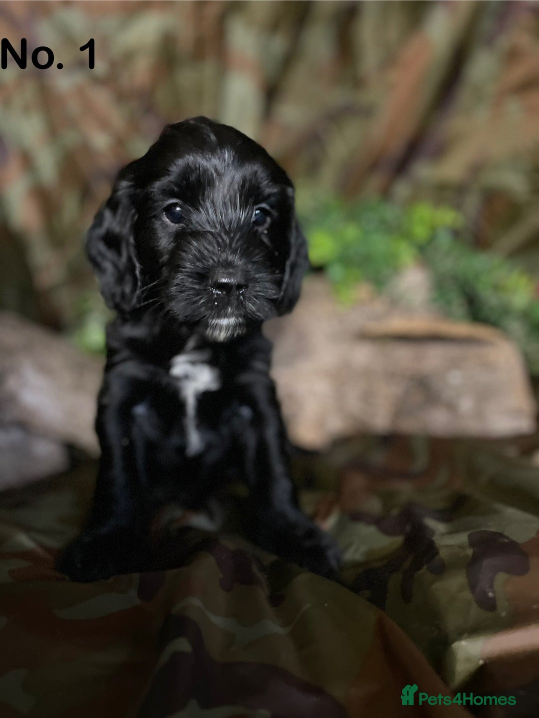Mixed Breed dogs for sale: 8 beautiful cockapoo stunning colours  - Image 3