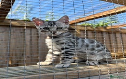 Bengal cats for sale: Mr White — The Last Bengal Standing! - Image 5