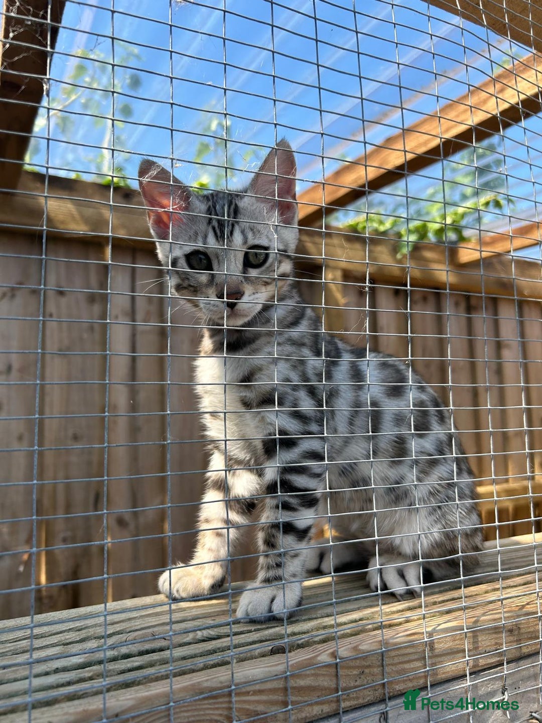 Bengal cats for sale: Mr White — The Last Bengal Standing! - Image 5