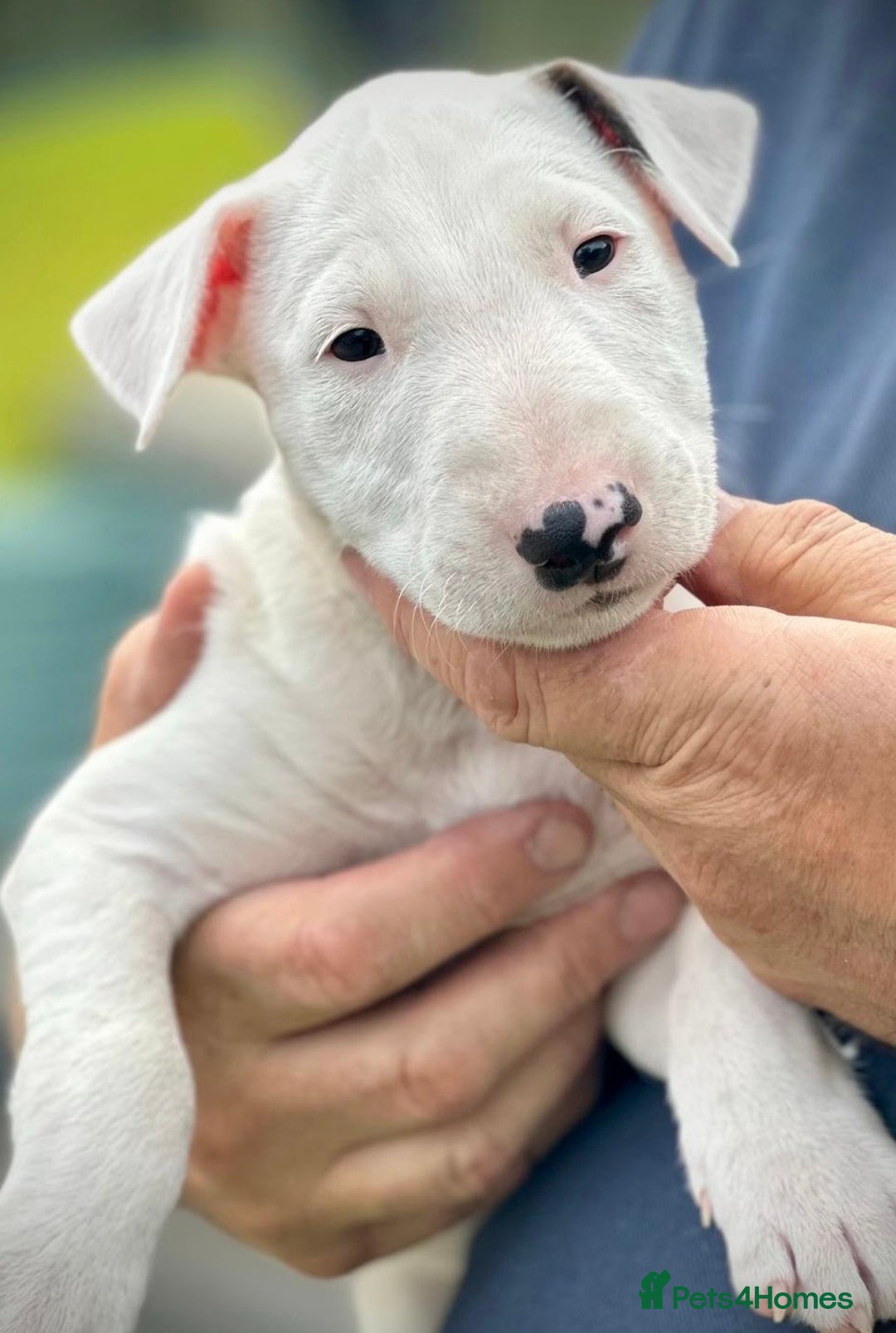 English Bull Terrier dogs for sale: English Bull Terrier Pup - Image 7