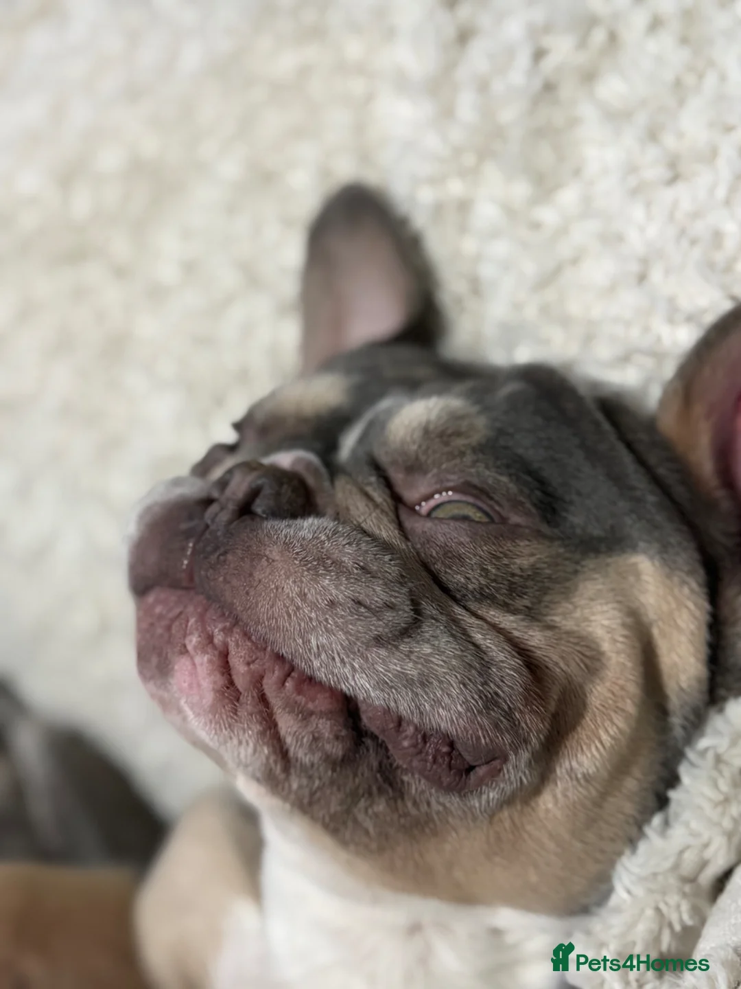 French Bulldog dogs for sale: Rehome - Advert 2