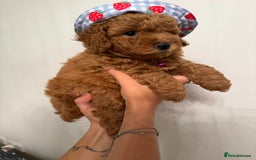 Poochon dogs for sale: Poochon puppies READY TO LEAVE 🐶  - Image 13
