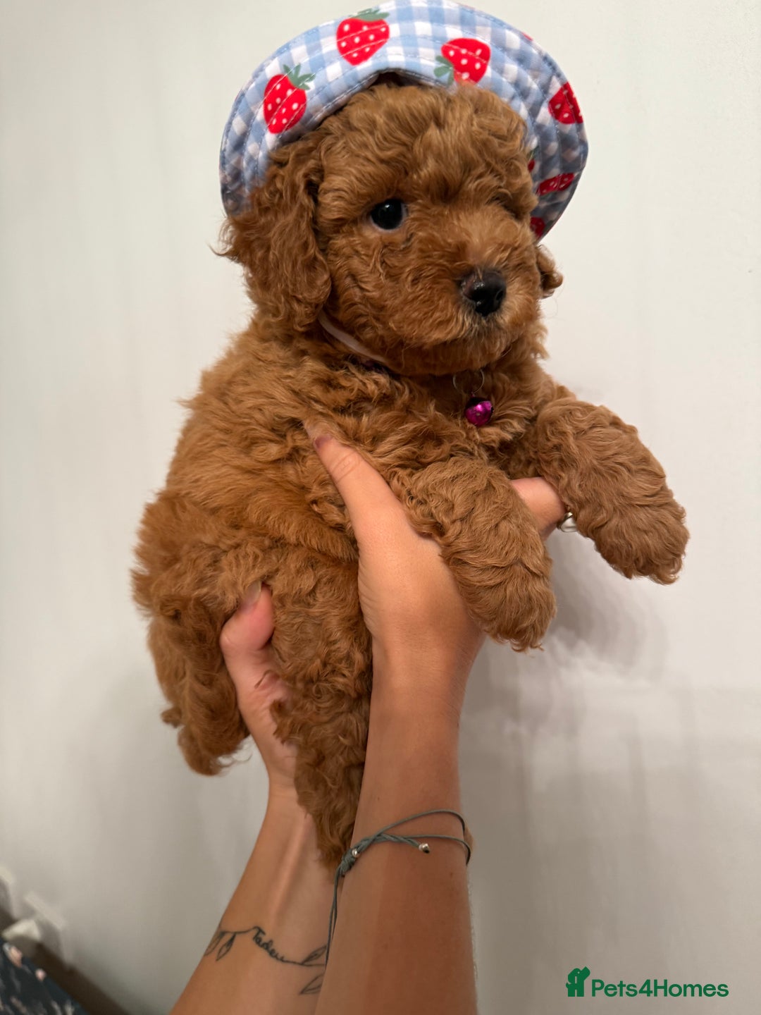 Poochon dogs for sale: Poochon puppies READY TO LEAVE 🐶  - Image 13