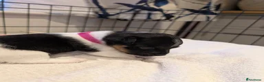 Jack Russell 4