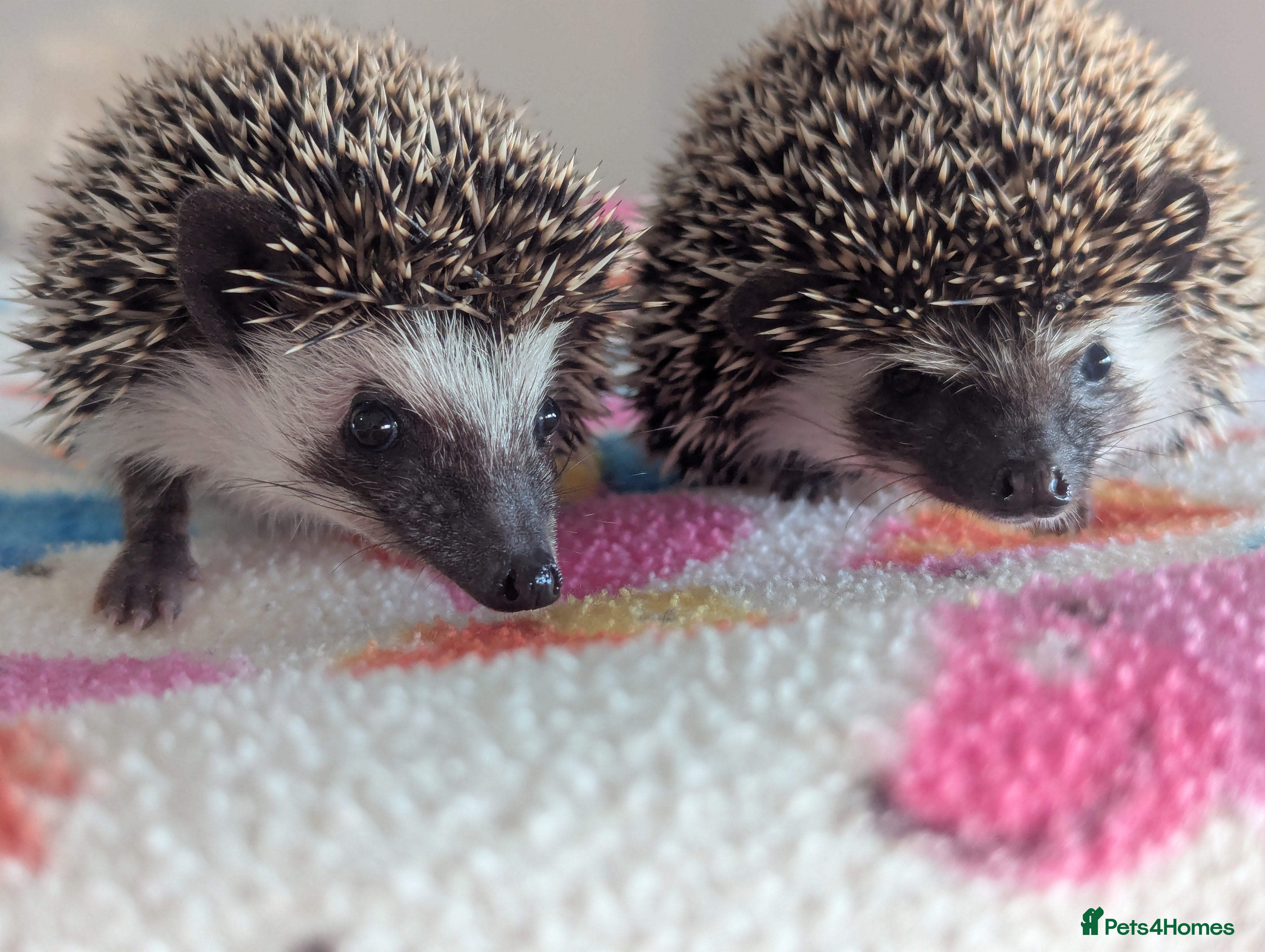 Pygmy Hedgehog rodents Beautiful Baby Hoglets/Ready Now - Advert 1