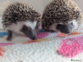 Pygmy Hedgehog rodents Beautiful Baby Hoglets/Ready Now - Advert 1