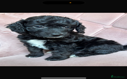 Cockapoo dogs for sale: Cockapoos  - Image 6