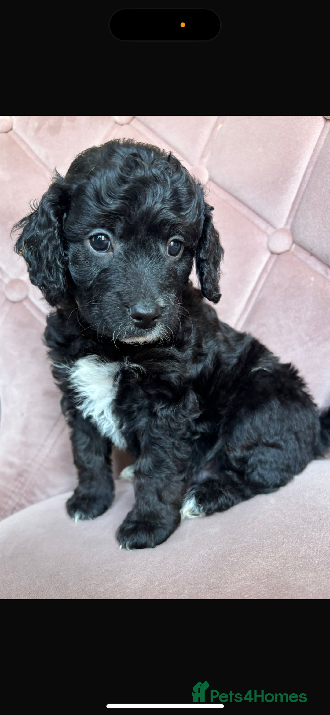 Cockapoo dogs for sale: Cockapoos  - Image 6