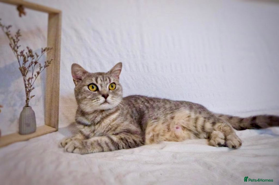 British Shorthair cats for sale: 🐾 Purebred BSH kittens🐾 - Image 28