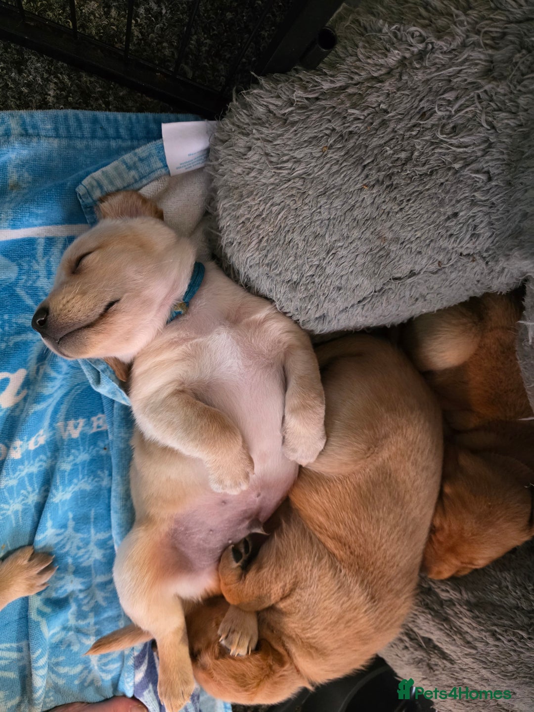 Labrador Retriever dogs for sale: Gorgeous Labrador puppies - Advert 4