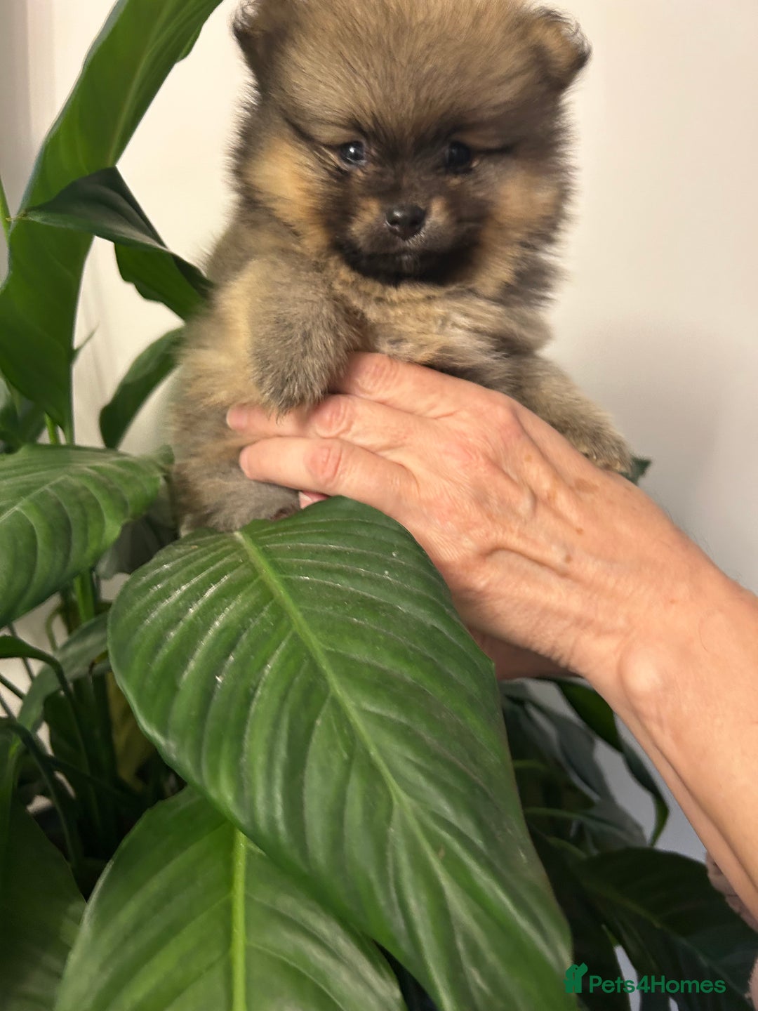 Pomeranian dogs for sale: Kc reg. Show quality 3 Pomeranian girls - Image 23
