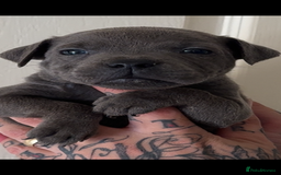 Staffordshire Bull Terrier dogs for sale: Beautiful blue staffy pups excellent pedigree  - Image 4