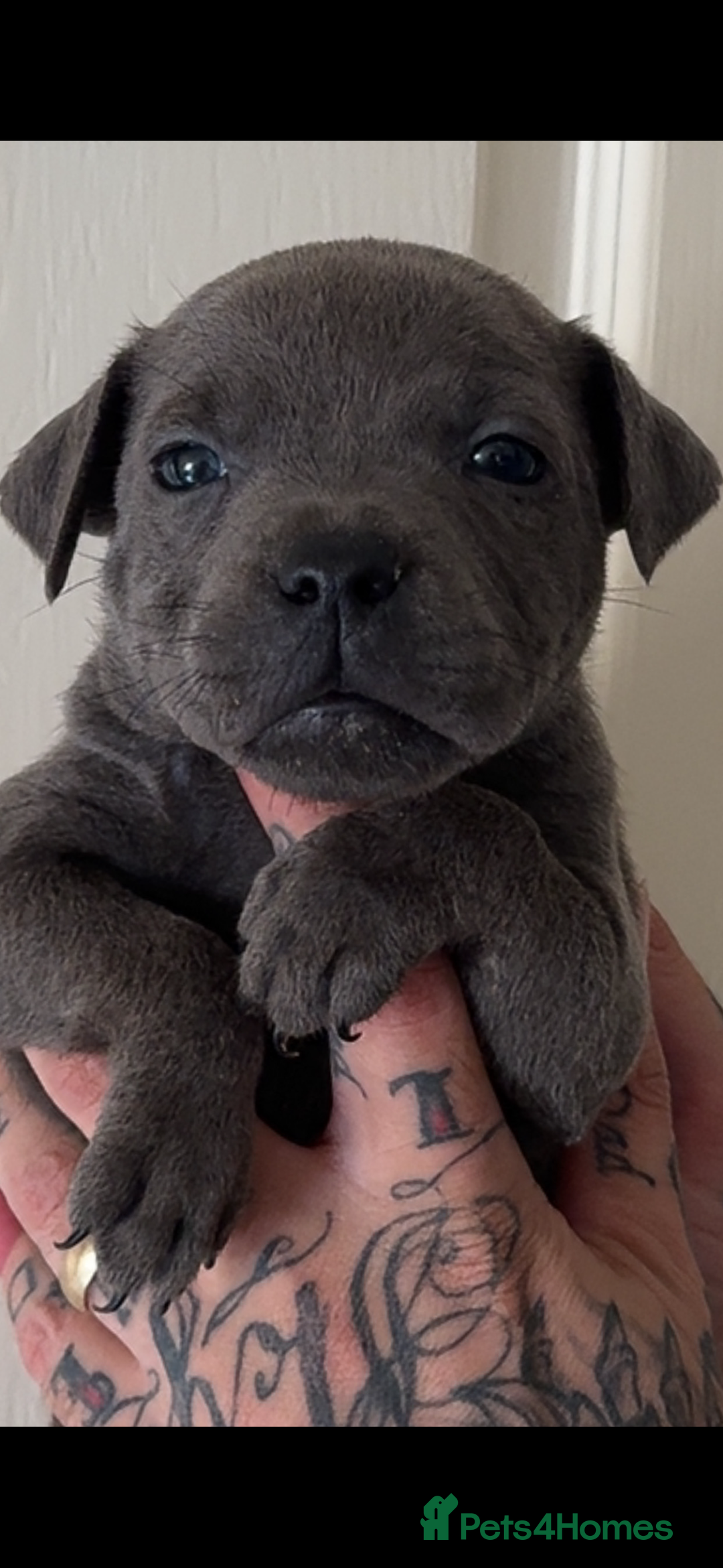 Staffordshire Bull Terrier dogs for sale: Beautiful blue staffy pups excellent pedigree  - Image 4