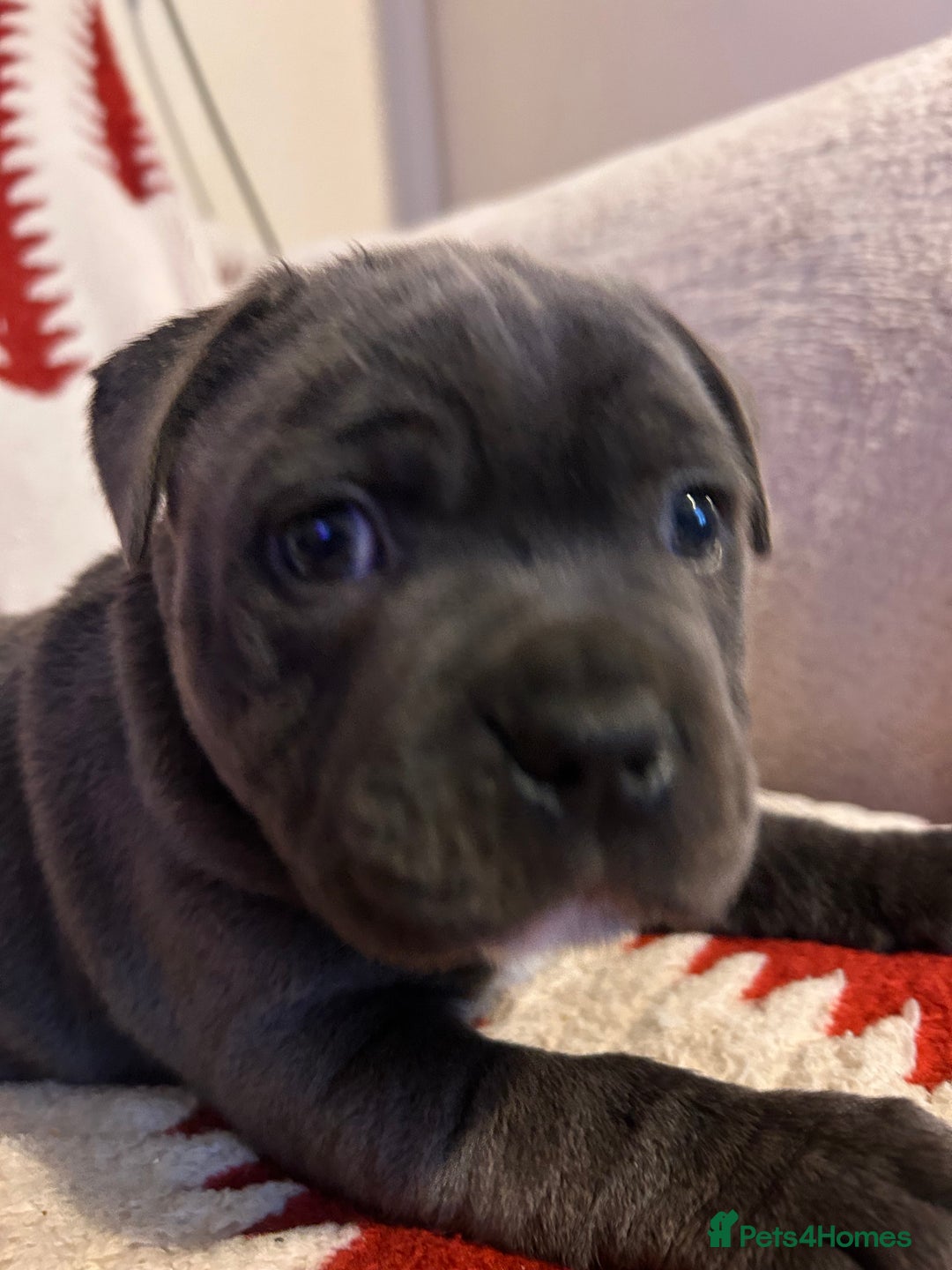 Staffordshire Bull Terrier dogs for sale: Stunning KC Reg 5 gens Blue Staffies - Advert 2