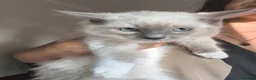 Ragdoll cats for sale: The best you can get!  - Advert 6