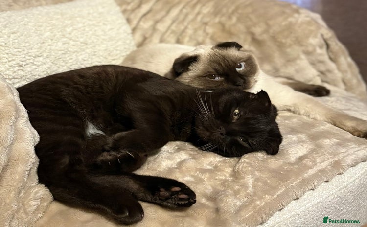 Mixed Breed cats - Advert 10