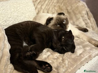 Mixed Breed cats - Advert 11