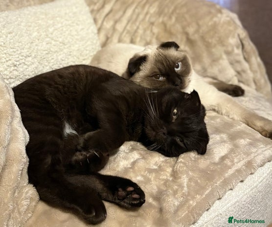 Mixed Breed cats - Advert 2