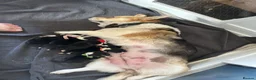 Welsh Corgi Pembroke dogs for sale: 6 beautiful corgi puppies in Rochester - Advert 4