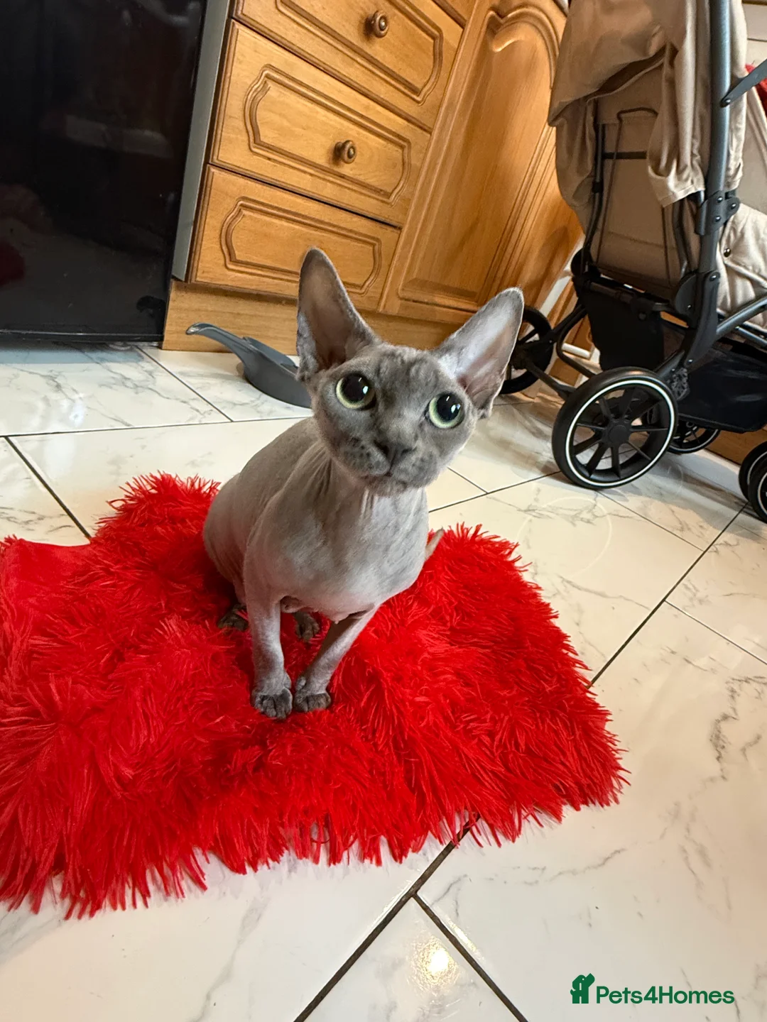 Sphynx cats for sale: Beautiful Spynx kittens  - Advert 2