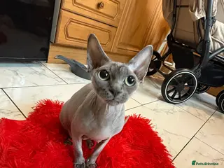 Sphynx cats Beautiful Spynx kittens - Advert 8