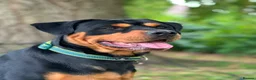 Rottweiler dogs for sale: Chuncky Rottweiler puppies  - Advert 2