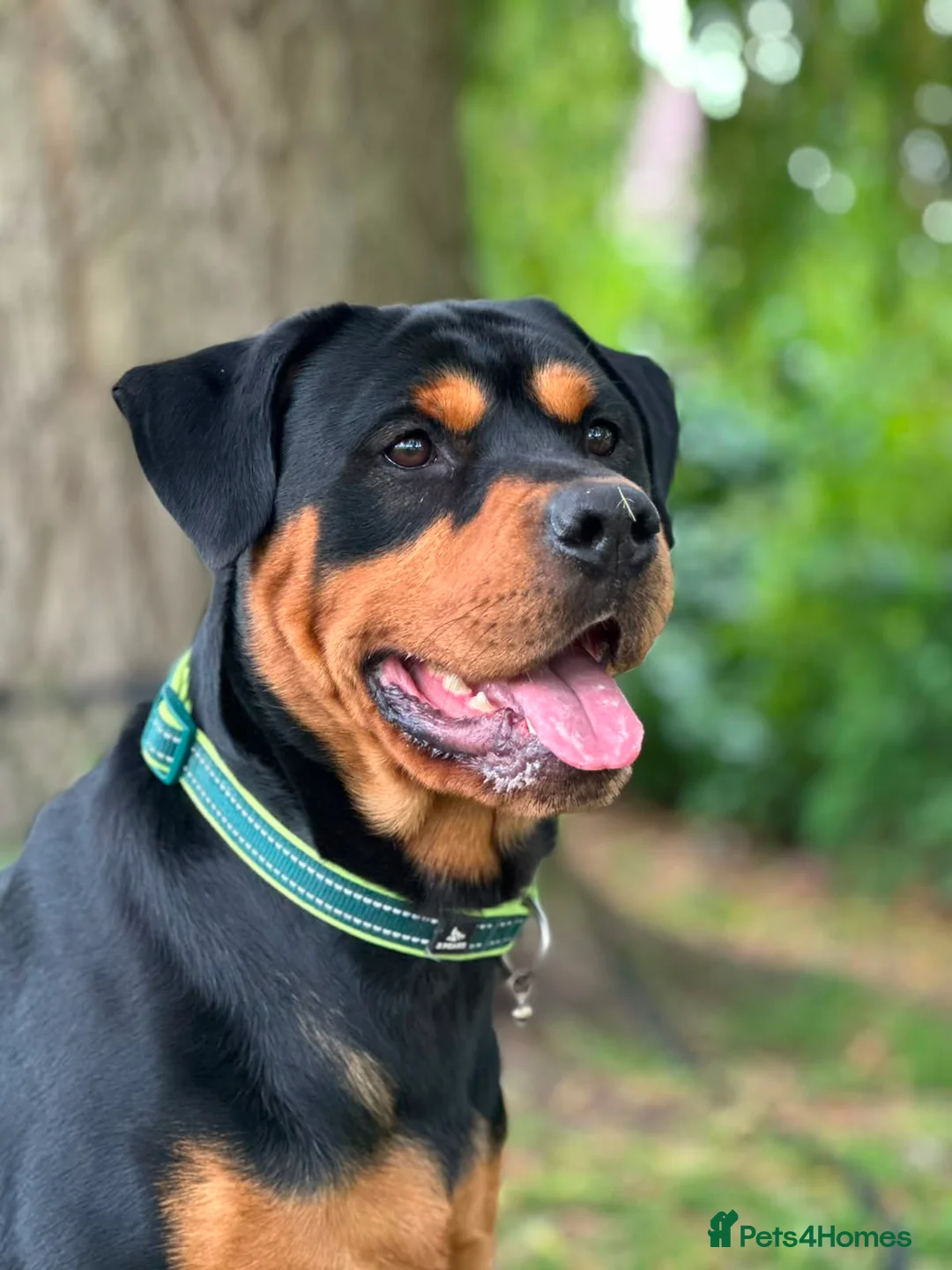 Rottweiler dogs for sale: Chuncky Rottweiler puppies  - Advert 2