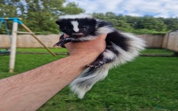 Mixed Breed rodents for sale: 2 FEMALE B&W SKUNK KITS RE AVAILABLE READY NOW! - Image 2