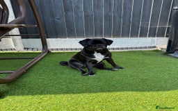 Pug dogs for sale: Beautiful exotic KC registered Pug puppies - Image 13