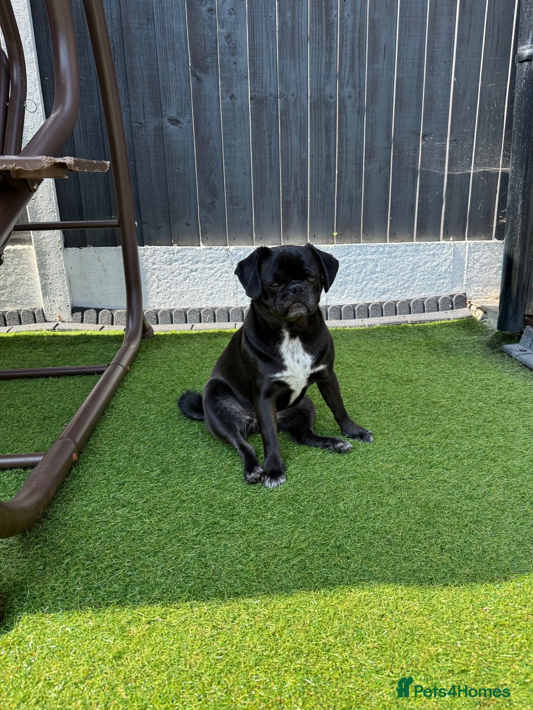 Pug dogs for sale: Beautiful exotic KC registered Pug puppies - Image 13