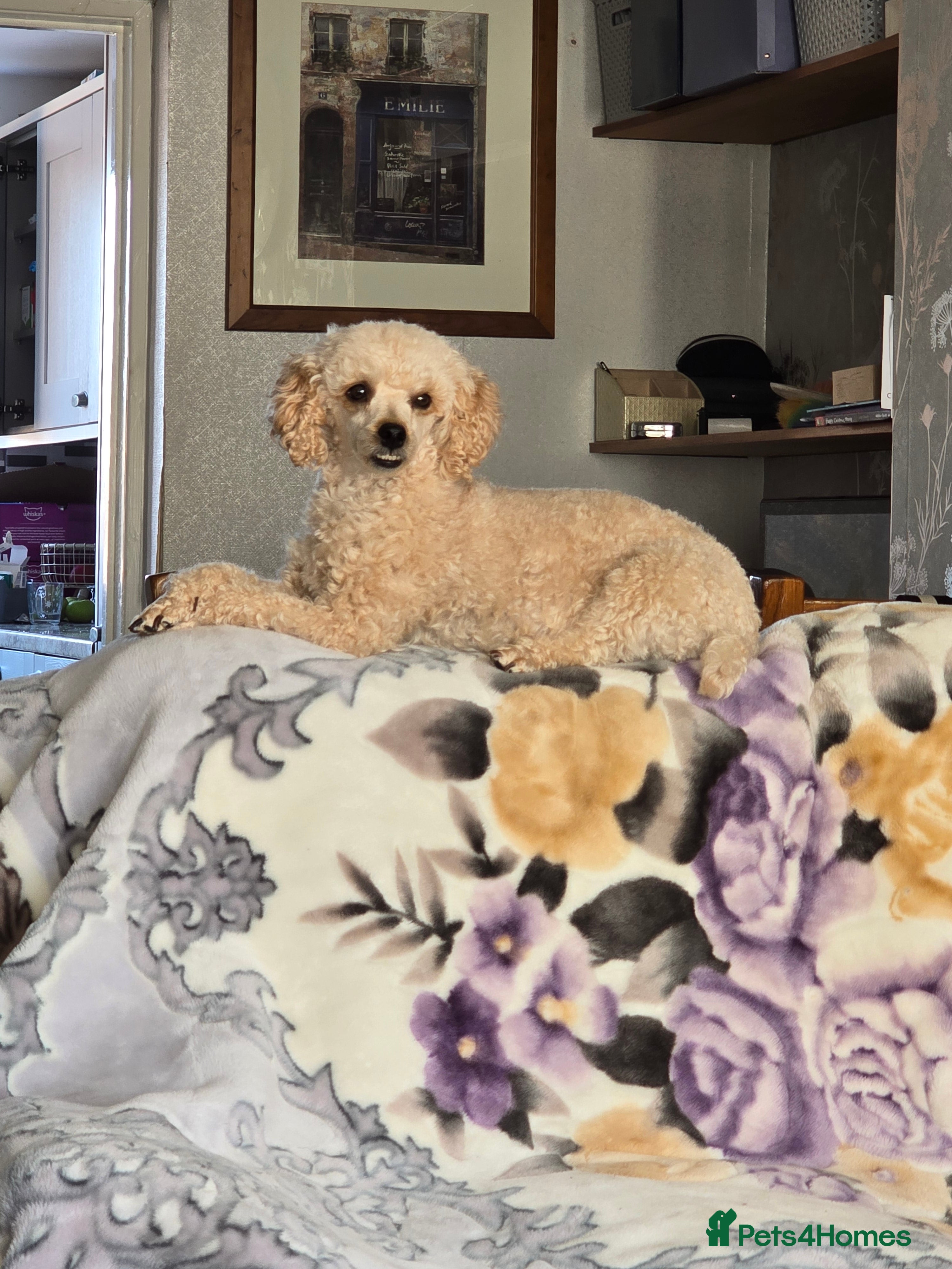 Poodle dogs Poodles  - Advert 5