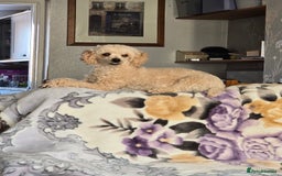 Poodle dogs for sale: Poodles  - Advert 1