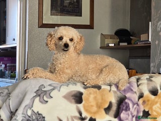 Poodle dogs Poodles - Advert 1