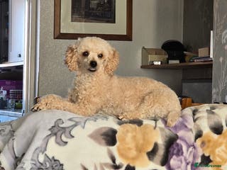 Poodle dogs Poodles - Advert 4