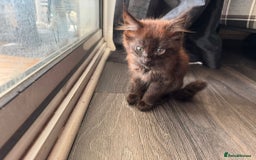 Balinese cats for sale: Kitten for sale - Image 1