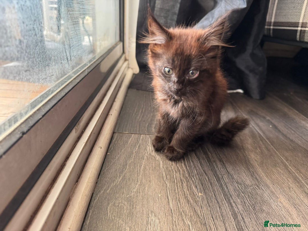 Balinese cats for sale: Kitten for sale - Image 1