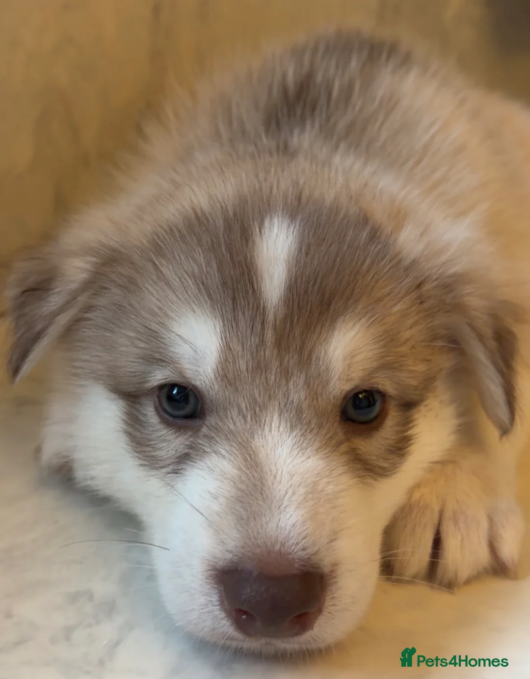 Shepsky dogs for sale: Northern innuit puppies - Advert 19