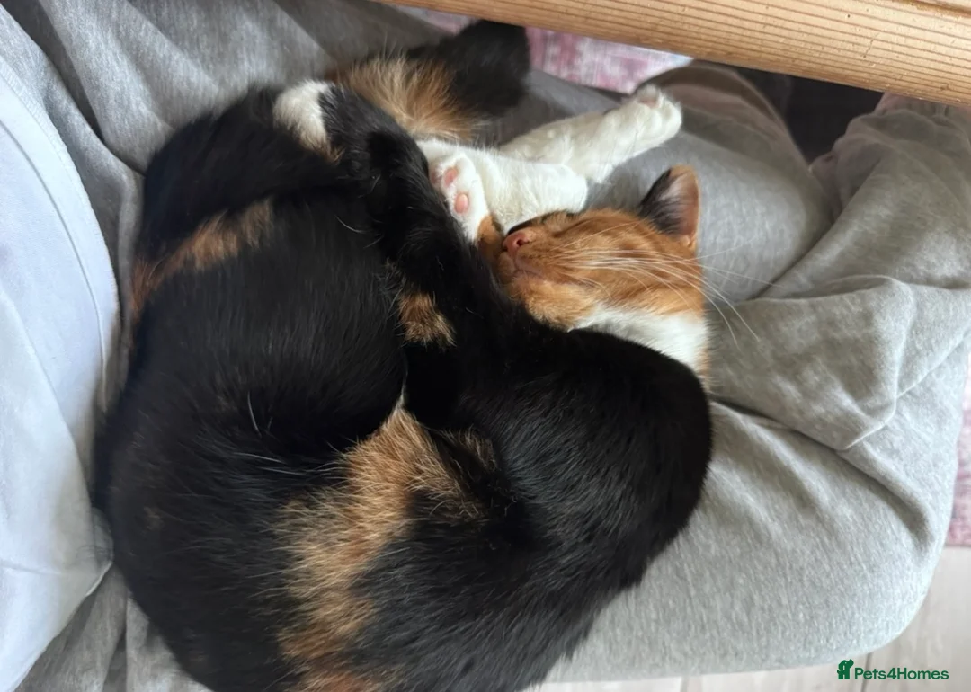 Domestic Shorthair cats for sale: Two bonded sisters for rehoming  in Beaconsfield - Advert 2